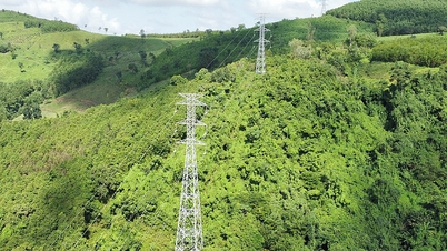 Tạm tác động vào rừng để thi công đường dây 500 kV mạch 3 ra Bắc