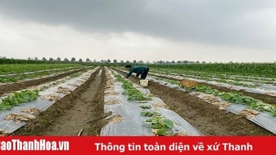 Phát triển kinh tế làm đòn bẩy để Phú Lộc xây dựng nông thôn mới kiểu mẫu