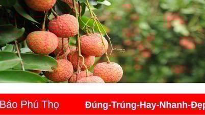 Lychee season