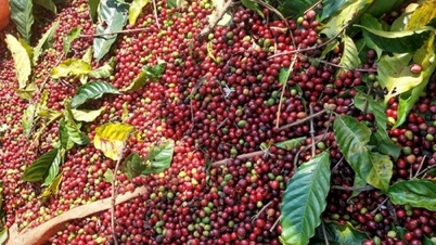 Domestic prices continue to stay high, but it is difficult to exceed the 130,000 VND/kg mark.