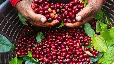 Giá cà phê xuất khẩu tăng khi dự báo nguồn cung từ Việt Nam giảm 20%