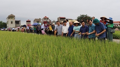 In Bac Giang, what kind of environmentally friendly rice growing is it that has 70,000 people participating?