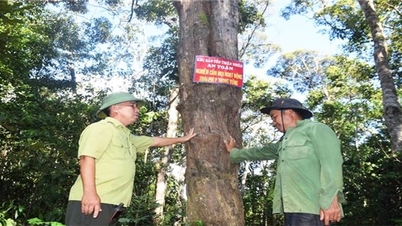 Bình Định: Đặt mục tiêu trồng 30.000ha rừng gỗ lớn vào năm 2035