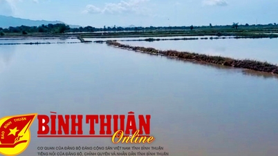 Khắc phục thiệt hại do mưa lớn làm hơn 40 ha lúa hè thu bị ngập