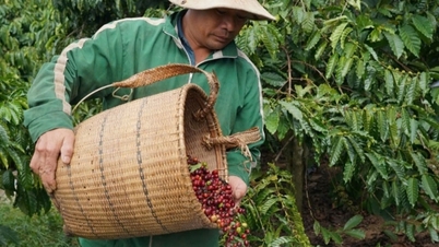 Dự báo giá cà phê ngày mai 11/1/2025: Cán mốc 120.000 đồng/kg
