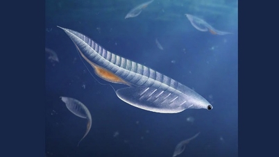"Torpedo Monster" ដែលមានអាយុកន្លះពាន់លានឆ្នាំ ត្រូវបានរកឃើញនៅសហរដ្ឋអាមេរិក