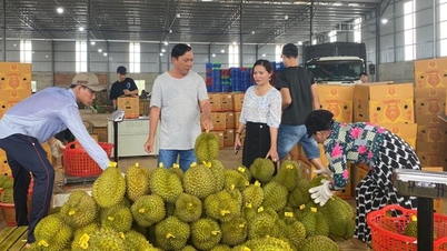 តើ​ប្រជាពលរដ្ឋ​ក្នុង​ឃុំ​កូន​ទុំ អាច​រក​ចំណូល​បាន ៥០ ពាន់​លាន​ក្នុង​មួយ​ឆ្នាំ​ដោយ​ការ​ដាំ​ទុរេន និង​ខ្នុរ​ថៃ​ដោយ​របៀប​ណា?