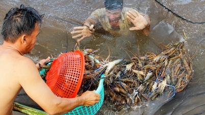 Ngành thủy sản 'đang khó khăn hơn cả thời đỉnh dịch'