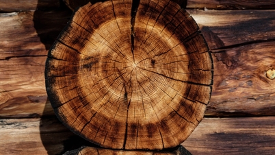 The country's wood exports are expected to earn 16 billion USD this year.