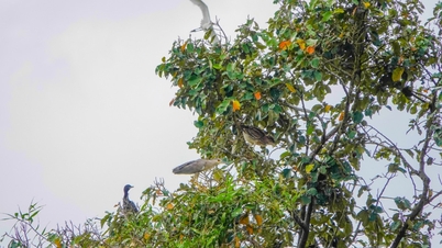 បីជំនាន់ផ្តល់ដីដល់បក្សី