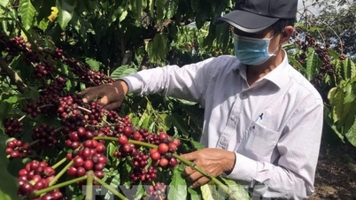 Sản lượng vụ cà phê sắp thu hoạch của Việt Nam dự báo giảm 20%