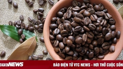Coffee price today December 15: Domestic and world prices increase together