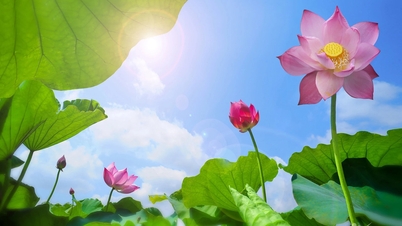 Những bức ảnh tuyệt phẩm về hoa sen