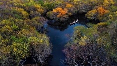 ធ្លាក់​ក្នុង​អន្លង់​ស្នេហ៍​នឹង​សម្រស់​រដូវ​ស្លឹកឈើ​ជ្រុះ​នៃ​ព្រៃ​កោងកាង​សម័យ​ដើម​នៃ Ru Cha
