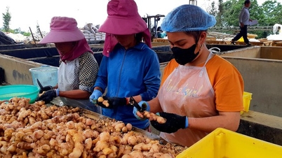 xuất khẩu thêm 15 tấn nông sản sang Nhật Bản
