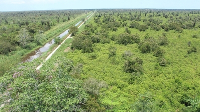 Ca Mau stops trekking activities through U Minh Ha forest due to heat and drought