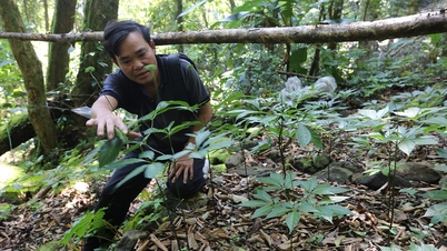 វៀតណាម​គ្រោង​ដាំ​យិនស៊ិន​លើ​ផ្ទៃដី ២១ ០០០ ហិកតា​នៅ​ឆ្នាំ ២០៣០
