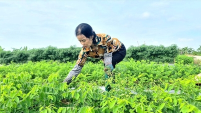 ដាំស្ពៃម៉ាឡាបានៅហៃឌួង មានរស់ជាតិផ្អែមដូចទំពាំងបាយជូរឆ្អឹង រាល់ពេលកាប់វាលក់អស់ ភូមិក៏សម្បូរ។