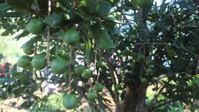 ធ្វើឱ្យម៉ាកាដាមៀក្លាយជាផលិតផលឧស្សាហកម្មដ៏សំខាន់ និងជាម៉ាកដ៏មានកិត្យានុភាព