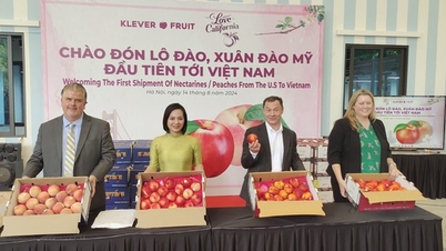 Sau 5 năm đàm phán, lần đầu tiên Việt Nam nhập khẩu quả đào và xuân đào từ Mỹ