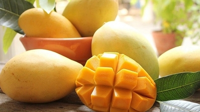 Hoa Loc-sandmangoer gleder matkjennere.