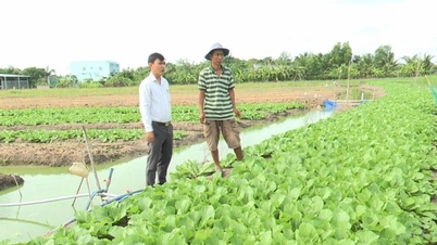 롱안 지구의 신선한 녹색 야채는 한 달 넘게 저렴한 가격으로 판매되고 있으며, 농부들은 이익을 얻을 뿐만 아니라 손해도 보고 있습니다.