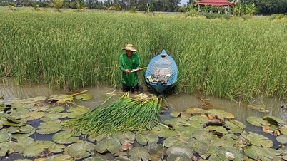 ដាំស្មៅលក់ជាបន្លែពិសេស កសិករនៅខេត្ត Hau Giang «ទទួលបានប្រាក់ខែច្រើននៅចុងខែ»