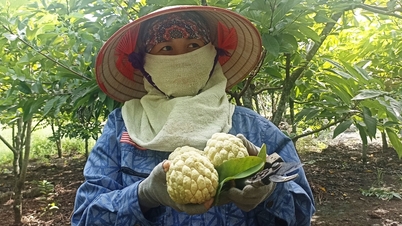 Lấy công làm lãi, nhiều hộ dân vẫn 'bỏ túi' hàng trăm triệu đồng nhờ trồng na trên đất đá