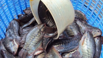 かつては群れで安価に売られていた淡水魚のシマヘビウオが、現在ではビンズオン省で養殖され、1kg当たり6万5000ドンで売られている。