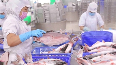 Xuất khẩu cá tra, vật nuôi chủ lực của Việt Nam phục hồi mạnh, nhu cầu cao đến từ thị trường tỷ dân
