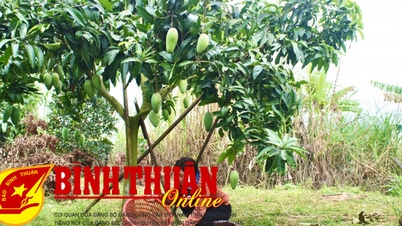 Plant a tree