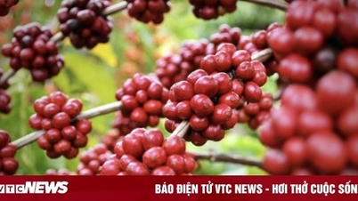 Giá cà phê hôm nay 14/12: Đồng loạt tăng cả ở thế giới và trong nước