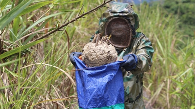 ចាប់ wasps ដើម្បីចិញ្ចឹម