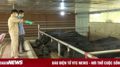 Nuôi thành công giống bò 'khủng', Giám đốc hợp tác xã bỏ túi tiền tỷ