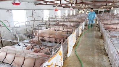 Hà Nội duy trì “đường dây nóng” tiếp nhận thông tin dịch bệnh động vật