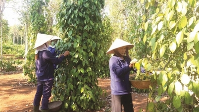 Nguồn cung vụ mới chậm chễ gây mất cân đối cung cầu chuỗi cung ứng hồ tiêu
