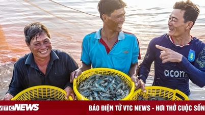 Ca Mau strengthens links to increase shrimp export value