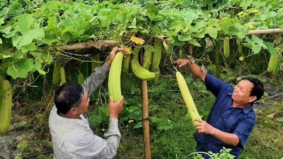 Beim Anbau von Kürbissen, die so viele Früchte tragen, sind die jungen nutzlos und die alten faul. Die Bauern von Nghe An verdienen immer noch viel Geld. Warum?