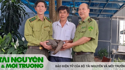 ឧទ្យានជាតិ Cuc Phuong ជួយសង្គ្រោះសត្វពង្រូលដ៏កម្រ