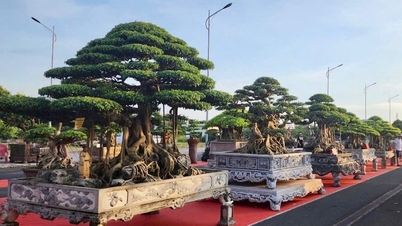 ហាណូយ​រៀបចំ​ការ​ដេញថ្លៃ​ដើម​ឈើ​ដើម្បី​ជួយ​ជន​រង​គ្រោះ​ដោយ​ទឹកជំនន់