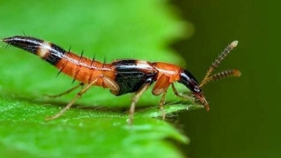 How dangerous is the poison of the three-cavity ant?