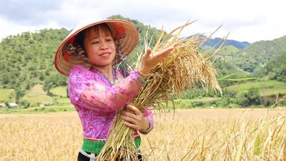 កសិករ​មមាញឹក​ច្រូតកាត់ និង​ដឹក​ស្រូវ ដោយ​សន្យា​ថា​នឹង​មាន​ដំណាំ​ដុះ​នៅ​តំបន់​ខ្ពង់រាប Son La។
