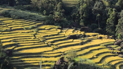 Admire the golden color of ripe rice in Xa Phin