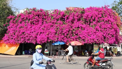 ដើម bougainvillea ពណ៌ក្រហមដ៏ធំអស្ចារ្យ គ្របដណ្តប់ផ្ទះទាំងមូលនៅលើច្រាំងទន្លេ Ca Ty