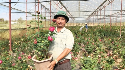 កសិករ Lam Dong នេះរកចំណូលបានរាប់ពាន់លានដោយដាំផ្កាស្តេចក្នុងផើង។