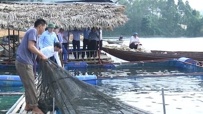 Hồ Thác Bà, hồ nước nhân tạo rộng thứ 4 của Việt Nam, dân Yên Bái bắt bán 8.500 tấn cá/năm