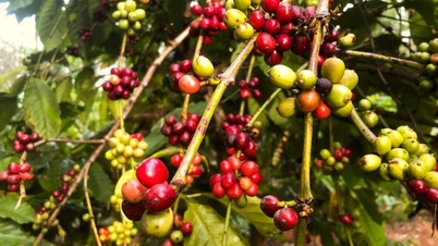 'Giá cà phê đạt kỷ lục 64.000 đồng/kg là điều không doanh nghiệp xuất khẩu nào có thể tưởng tượng nổi'