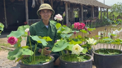 ត្រឡប់​មក​ស្រុក​កំណើត​ដាំ​ឈូក​វិញ បុរស​បញ្ចប់​ការ​សិក្សា​ទទួល​បាន​ប្រាក់​ចំណេញ​ច្រើន​ដោយសារ​ជំងឺ "មិន​ចេះ​ប្រយ័ត្ន"