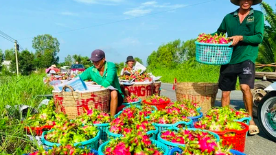 Mỗi ngày có hàng nghìn tấn thanh long, xoài, mít xuất khẩu sang Trung Quốc