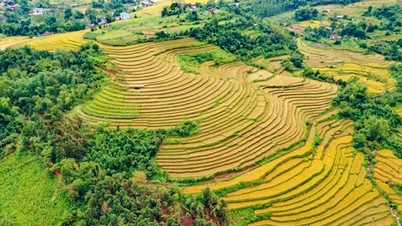 Admire the paradise of reed grass and golden rice in the border district of Binh Lieu, Quang Ninh